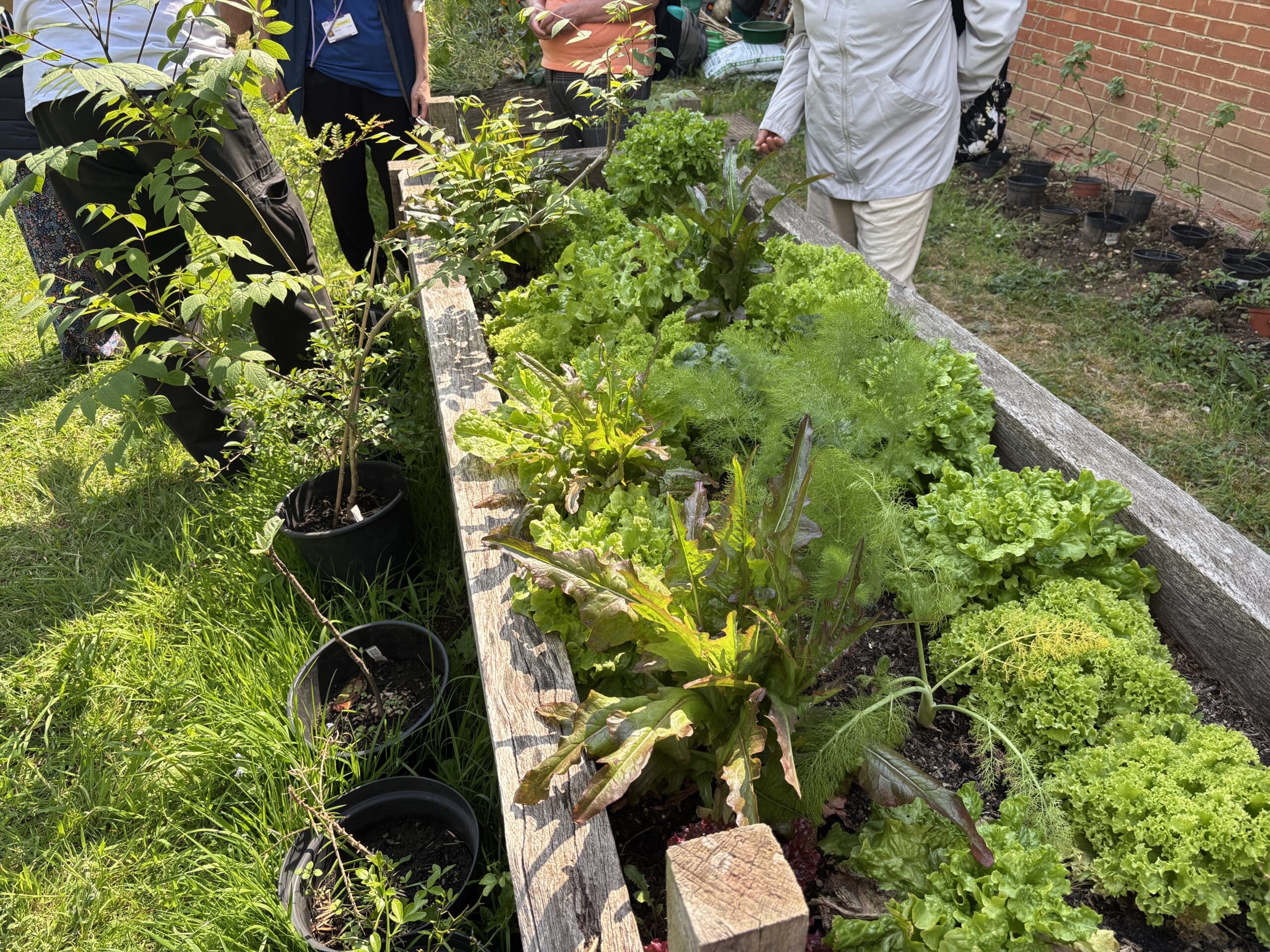 Raised bed with lettuces and other vegetables.